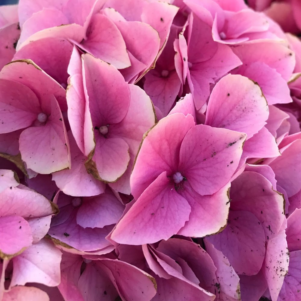 Meet your Posher, Rivka